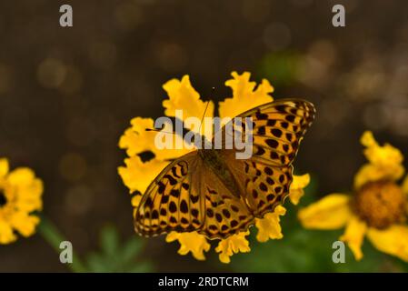 Argynnis-Paphien. Ein großer gelber Schmetterling auf einer Blume in einem Sommergarten. Stockfoto