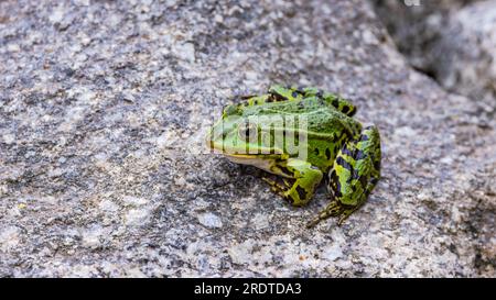 Nahaufnahme eines grünen Wasserfrosches Rana Esculenta, der auffallend auf einem Stein sitzt, Deutschland Stockfoto