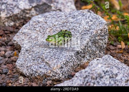 Ein grüner Teichfrosch sitzt auf einem hellen Stein, Deutschland Stockfoto