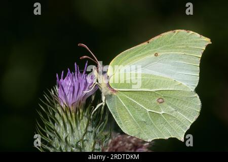 Brimstone-Schmetterling auf einer Distel am Southampton Common Stockfoto