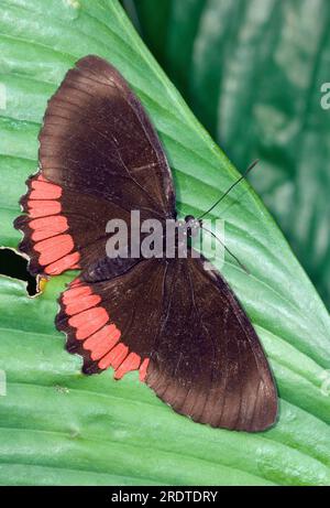 Red Rim (Biblis Hyperia) Stockfoto