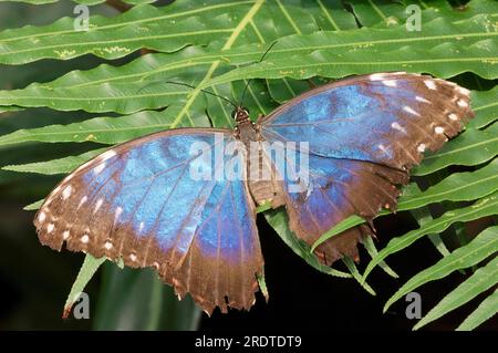 Morpho-Schmetterling (Morpho peleides) Stockfoto