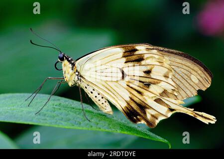 Afrikanischer Schwalbenschwanz, Mocker-Schwalbenschwanz, Flying Taschentuch (Papilio dardanus), Side Stockfoto