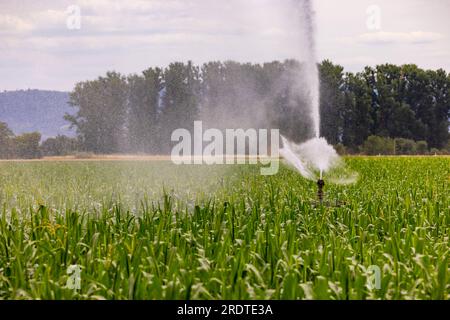 Sprinkler einer Bewässerung auf einem landwirtschaftlichen Feld mit Mais im Sommer, Deutschland Stockfoto