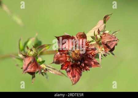 Purpurmarshlock (Comarum palustre) Nordrhein-Westfalen, Pupillecinquefoil, Deutschland Stockfoto