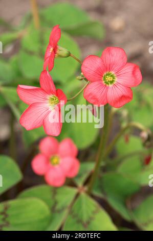 Oxalis Iron Cross, Good Luck Plant, Lucky Clover (Oxalis deppei), Wood Sorrel Stockfoto