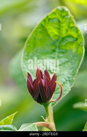 Gemeiner Strauch (Calycanthus floridus), Carolina-Nelkenpfeffer, Erdbeer-Strauch, Calycanthaceae Stockfoto