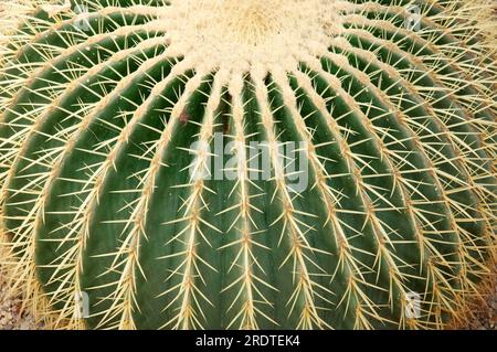 Goldkaktus, Schwiegermutter (Echinocactus grusonii), Schwiegermutter Stockfoto