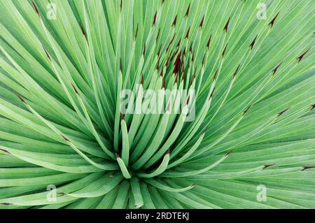 Igel-Agave (Agave Stricta) Stockfoto