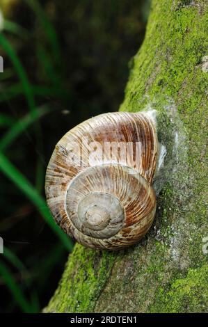 Essbare Schnecke (Helix Pomatia), North Rhine-Westphalia, Deutschland Stockfoto