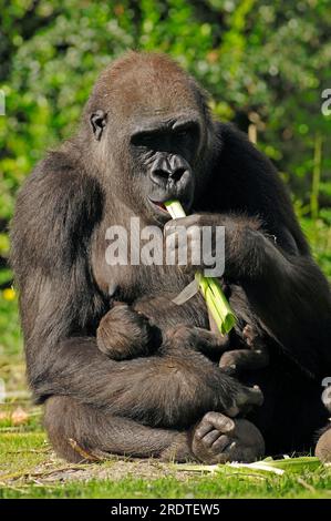 Westlicher Tieflandgorilla (Gorilla Gorilla Gorilla), weiblich und jung Stockfoto