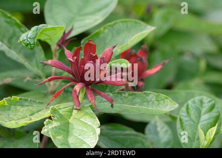 Gemeiner Strauch (Calycanthus floridus), Carolina-Nelkenpfeffer, Erdbeer-Strauch, Calycanthaceae Stockfoto