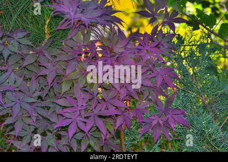 Japanischer Ahorn oder Acer Palmatum, oder fächerförmiger marmor, Varieté Purple Ghost. Zierpflanze mit Blättern, die von grün bis helllila gefärbt sind. Habe ich benutzt Stockfoto