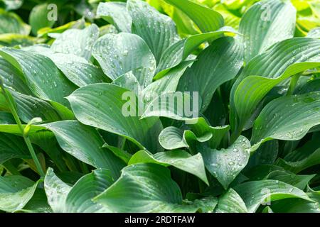 Detail der Hosta-Pflanze Blätter für grünen Hintergrund, Textur, selektive Fokussierung. Tröpfchen von Tauwasser auf frisches grünes Hosta-Blatt. Hosta-Pflanze Busch, großes grünes l Stockfoto