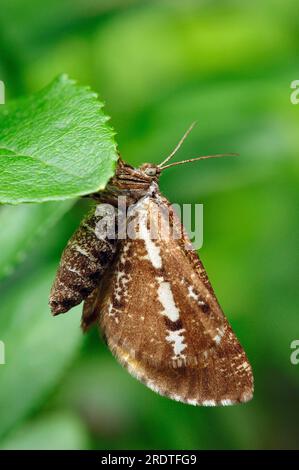 Bordered White (Bupalus piniaria), Nationalpark De Hoge Veluwe, Niederlande, Pine Looper Moth Stockfoto