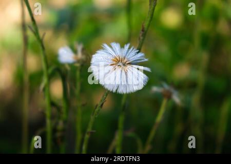 Löwenzahn im Gras. Coltsfoot ist eine der ersten Frühlingsblumen. Die weißen federnden Samenschoten des Coltsfoot, Traxacum, sind eine gute Nahrungsquelle Stockfoto