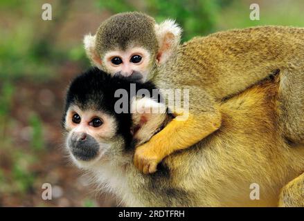 Bolivianischer Eichhörnchenaffe, weiblich, mit jungen, Schwarzkappenaffe (Saimiri boliviensis) Stockfoto