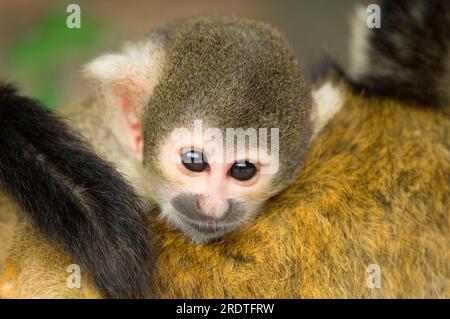 Junger Bolivianischer Eichhörnchenaffe, Schwarzkappenaffe (Saimiri boliviensis) Stockfoto