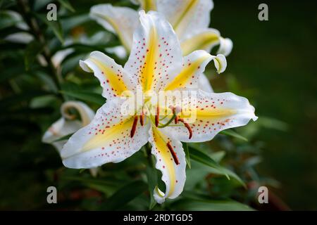 lilium jaune moucheté Auratum Gold Band (jardin du ruisseau de l'église 2023) Stockfoto