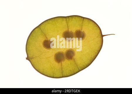 Money Plant, Samen (Lunaria annua), Pennyflower Stockfoto