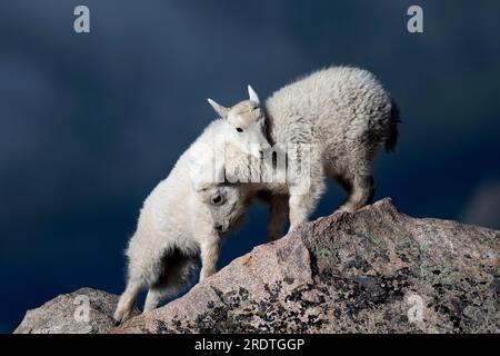 2 kleine Bergziegen spielen auf einem Moosfelsen Stockfoto
