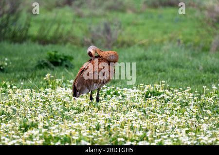 Sandhill Crane steht im Sommer in einem Feld von Gänseblümchen in der Nähe von Steamboat Springs in Colorado Stockfoto