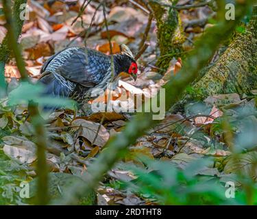 Ein in Büschen versteckter Kalij-Fasan Stockfoto