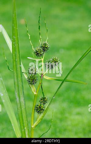 Branched Burdock, simplestem Bur-Reed (Sparganium erectum), Sparganiaceae, Deutschland Stockfoto