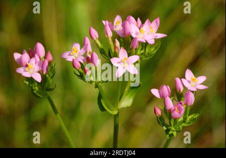 Little Centaury, Nordrhein-Westfalen, Deutschland (Centaurium erythraea) (Centaurium minus) (Centaurium umbellatum) Stockfoto