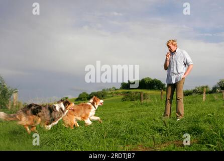 Der Mann pfeift für die australischen Hirten Stockfoto