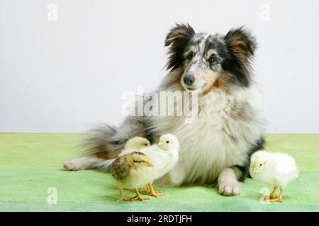 Hähnchen, Küken und Sheltie, Shetland Sheepdog, freistehend Stockfoto