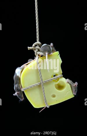 Mäuse auf Käse färben, Hausmaus Stockfoto