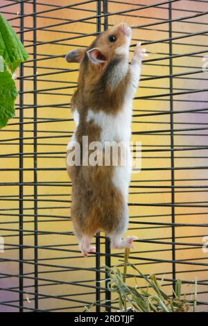 Goldhamster (Mesocricetus auratus) klettert auf Käfig, Hamsterkäfig Stockfoto