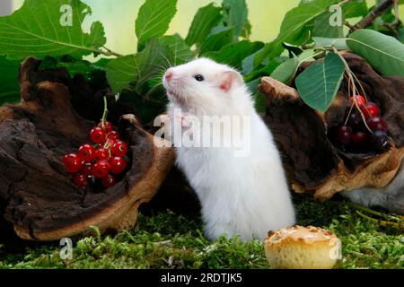 Syrischer oder goldener Hamster (Mesocricetus auratus) Stockfoto