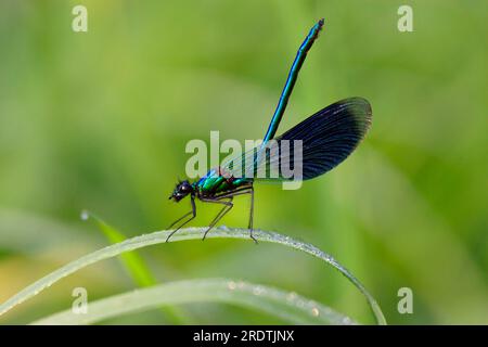 Banded Blackwing, männlich, Niedersachsen, Deutschland (Calopteryx splendens) (Agrion splendens), Banded Agrion Stockfoto