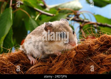 Chinesischer Hamster (Cricetulus barabensis) (Cricetulus griseus) Stockfoto