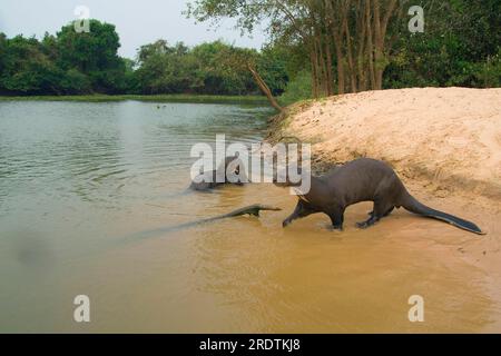 Riesenotter (Pteronura brasiliensis), Pantanal, brasilianischer Otter, Brasilien Stockfoto