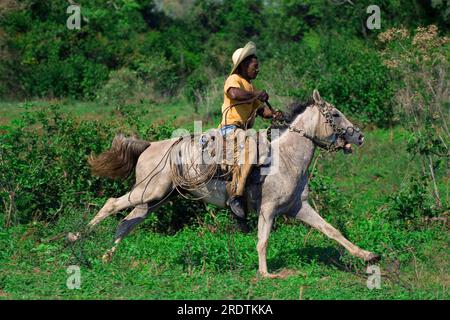 Viehhirte, Pantanal, Brasilien, Cowboy, Vaqueiro Stockfoto