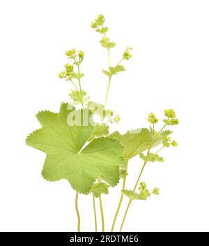 Alchemilla vulgaris, gebräuchlicher Name Frauenhimmel. Isoliert auf weißem Hintergrund. Stockfoto