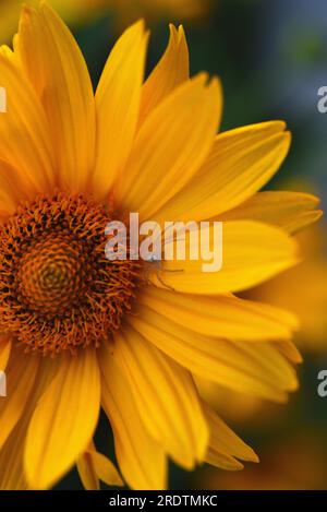 Gelbe Blume und Spinne. Runde gelbe Blume im Garten. Stockfoto