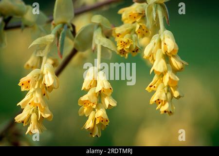 Butterblütengewächse (Corylopsis pauciflora) (Corylopsis spicata) Stockfoto