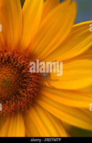 Gelbe Blume und Spinne. Runde gelbe Blume im Garten. Stockfoto