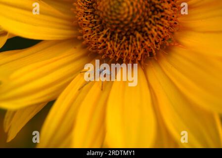 Gelbe Blume und Spinne. Runde gelbe Blume im Garten. Stockfoto