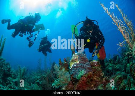 Meeresbiologe, die Antibiotika zur Behandlung der Sick Star Koralle von der Stony Coral Tissue Loss Disease (SCTLD) betroffen Stockfoto