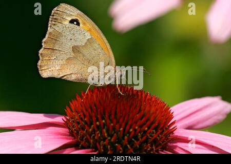 Meadow Brown (Maniola jurtina) Butterfly on Purple Coneflower (Rudbeckia purpurea) Schleswig-Holstein, Deutschland, Side Stockfoto