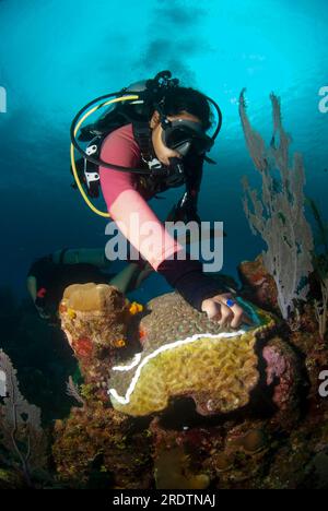 Meeresbiologe, die Antibiotika zur Behandlung der kranken Gehirnkoralle verwendet, die von der Stony Coral Tissue Loss Disease (SCTLD) betroffen sind Stockfoto