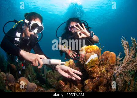 Meeresbiologe, die Antibiotika zur Behandlung von Sick Star Coral affected by Stony Coral Tissue Loss Disease (SCTLD) verwenden Stockfoto