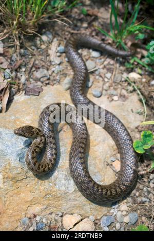 Smooth Snake (Coronella austriaca), Kärnten, Österreich Stockfoto