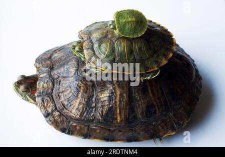 Rotohr-Slider (Trachemys scripta elegans), einer übereinander (Pseudemys scripta elegans), Rotwangen-Zierschildkröte Stockfoto