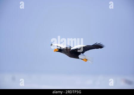 Stellerscher Seeadler (Haliaeetus pelagicus), Hokkaido, lateral, Japan Stockfoto